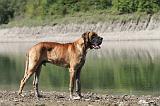 DOGUE ALLEMAND 146